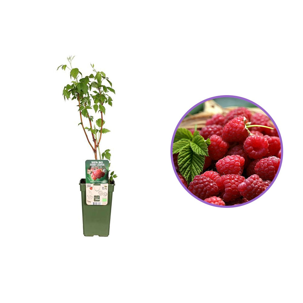 Zmeur Fupi, remontant, fructe dulci-acrisor aromate, productie de toamna