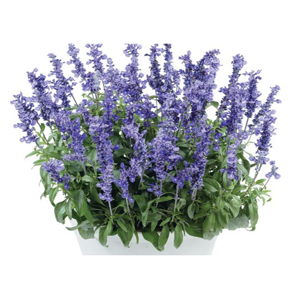 Salvia farinacea Sallyfun Deep Ocean, planta perena cu flori albastre intense atrage albine si rezista la seceta
