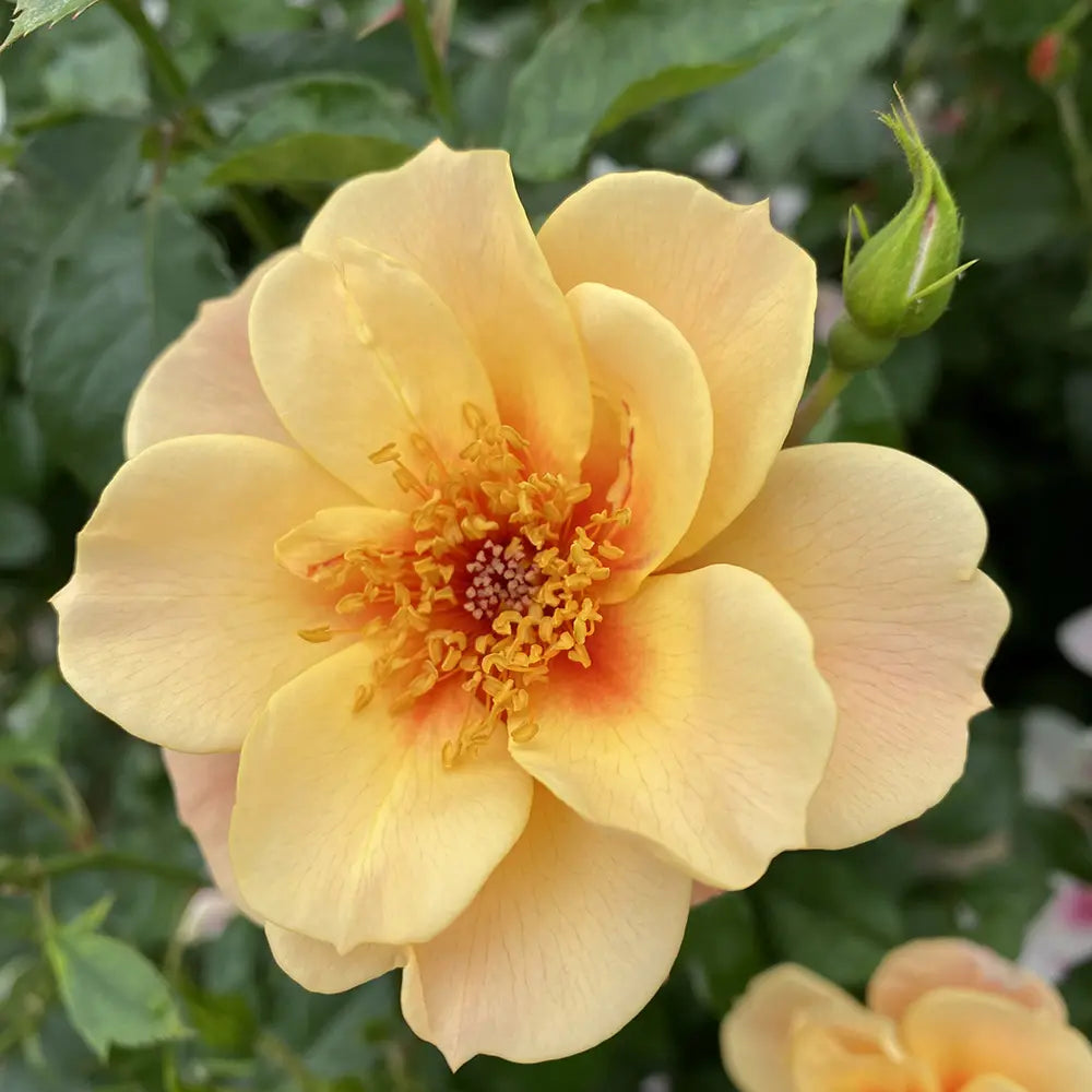 Trandafir Floribunda cais See you in Apricot, cu inflorire repetata