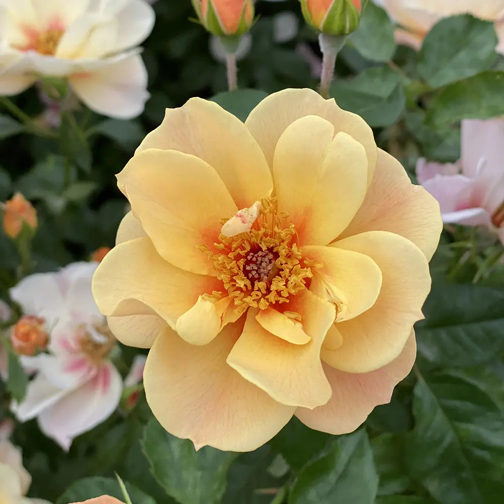 Trandafir Floribunda cais See you in Apricot, cu inflorire repetata