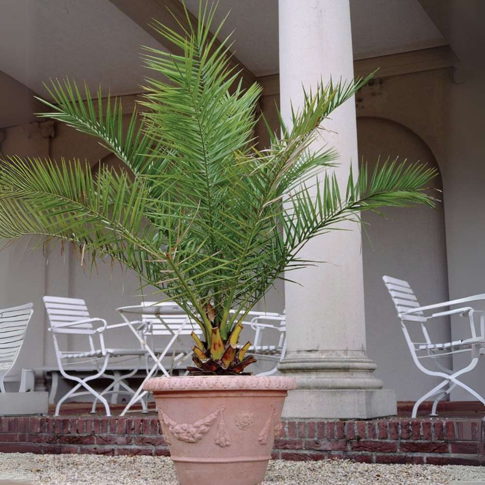 Palmier Curmal (Phoenix Canariensis), palmier canarian ornamental, frunze arcuite verzi, pentru terasa sau ghiveci
