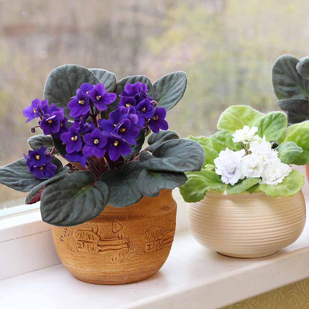 Violeta de Parma, Saintpaulia More Lips, cu flori mov, plante inflorita, de interior, intretinere minima