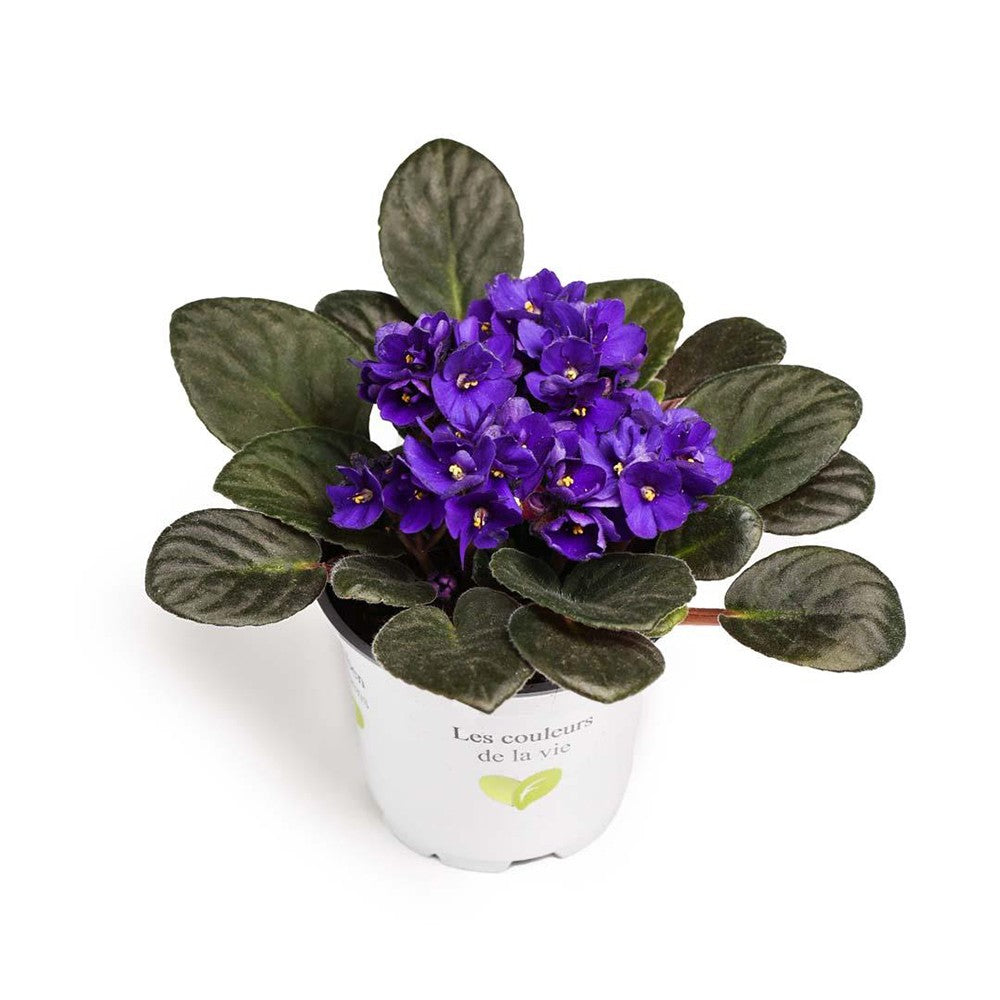 Violeta de Parma, Saintpaulia More Lips, cu flori mov, plante inflorita, de interior, intretinere minima