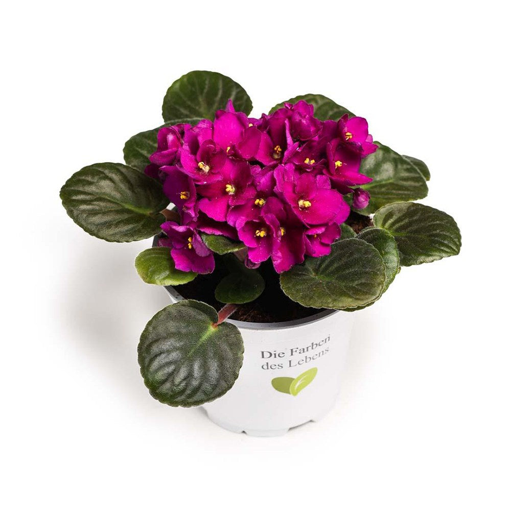 Violeta de Parma, Saintpaulia More Lips, cu flori fuchsia, plante inflorita, de interior, intretinere minima