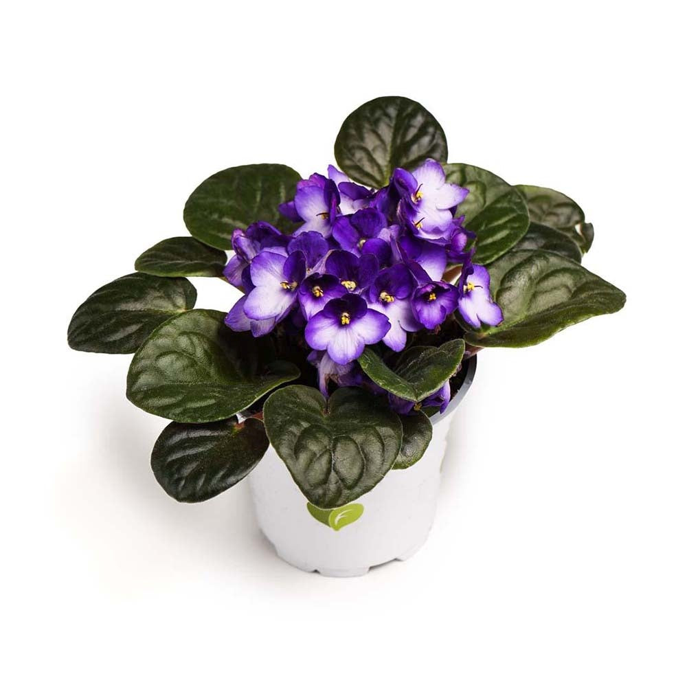Violeta de Parma, Saintpaulia More Lips, cu flori mov-alb, plante inflorita, de interior, intretinere minima