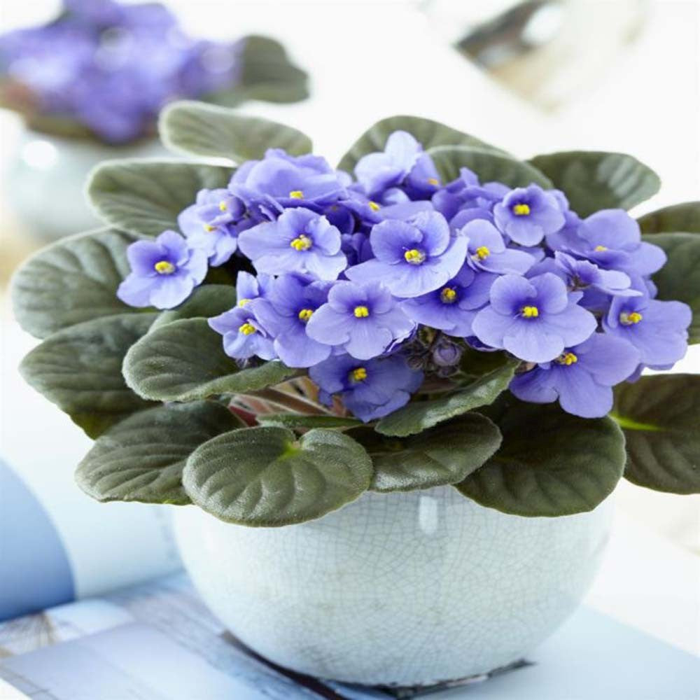 Violeta de Parma, Saintpaulia More Lips, cu flori albastre, plante inflorita, de interior, intretinere minima