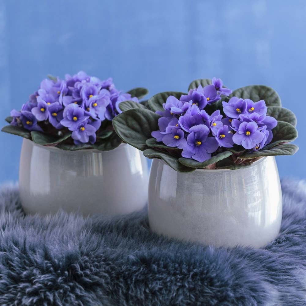 Violeta de Parma, Saintpaulia More Lips, cu flori albastre, plante inflorita, de interior, intretinere minima