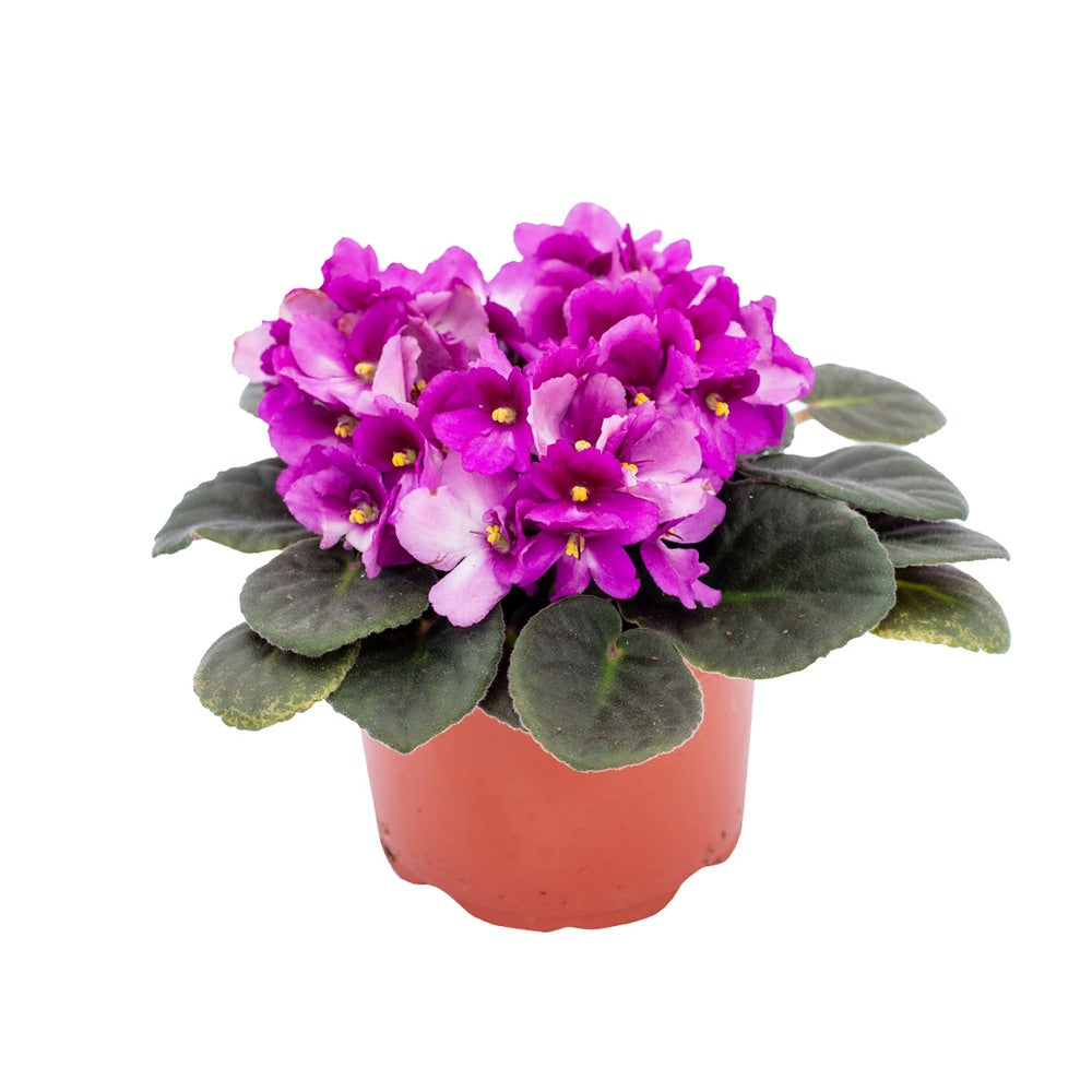 Violeta de Parma, Saintpaulia More Lips, cu flori roz-inchis, plante inflorita, de interior, intretinere minima