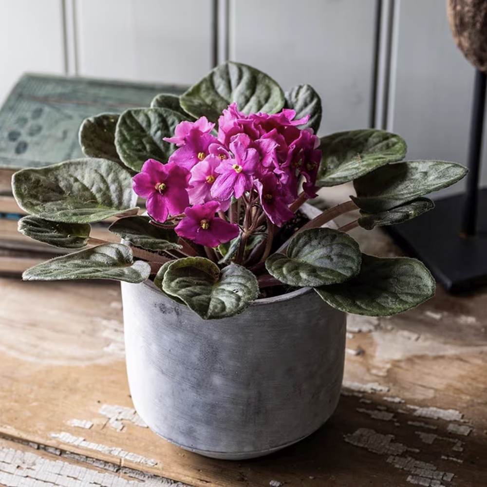 Violeta de Parma, Saintpaulia More Lips, cu flori roz-inchis, plante inflorita, de interior, intretinere minima