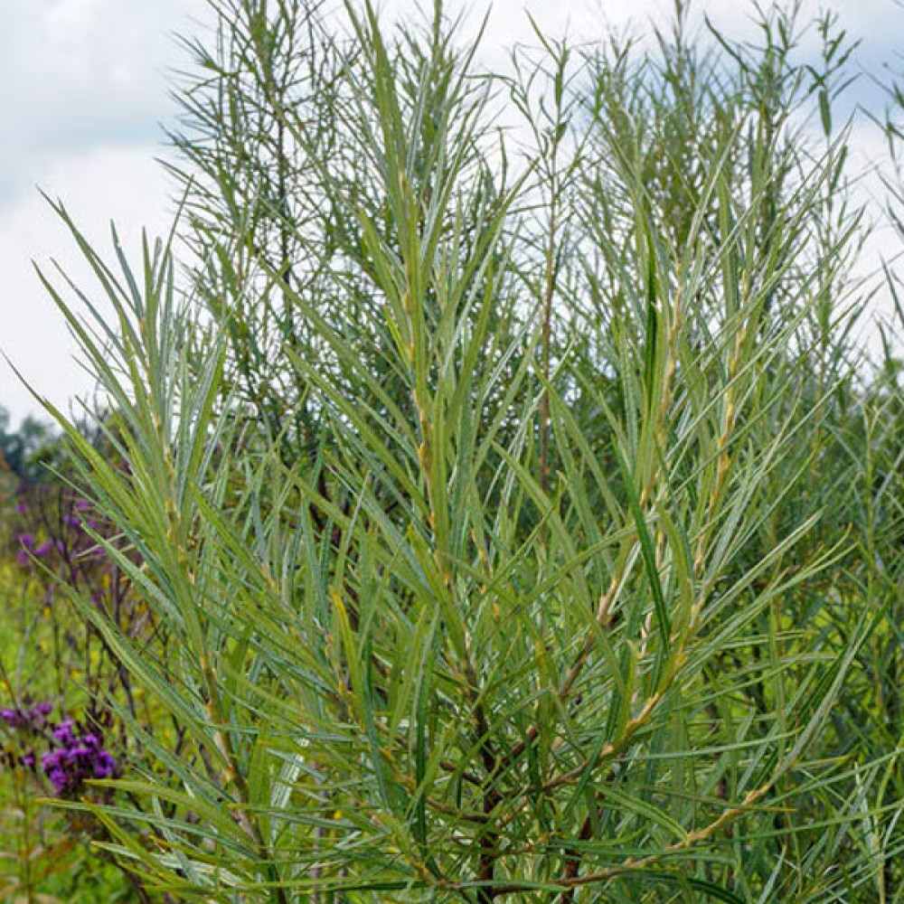 Salcie ornamentala (Salix Palmowa) cu frunze late decorative si crestere rapida, arbore rezistent pentru gradini din Romania