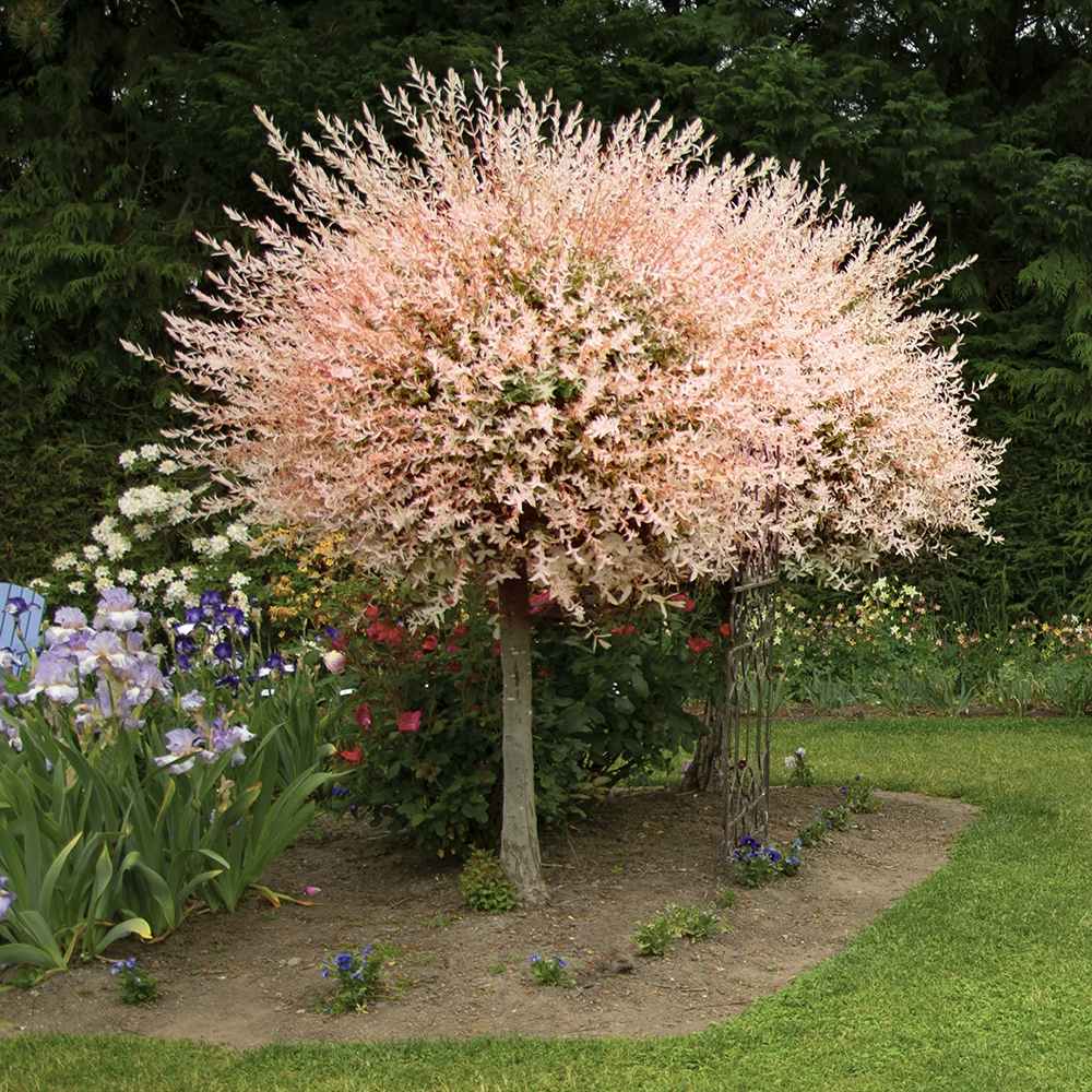 Salcie japoneza Tricolora Hakuro Nishiki cu frunze roz - Tip Copac