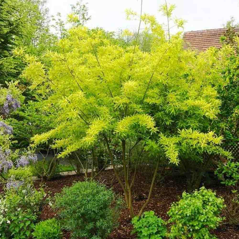 Salcie (Salix) Golden Sunshine, salcie ornamentala cu frunze galbene aurii stralucitoare, crestere rapida