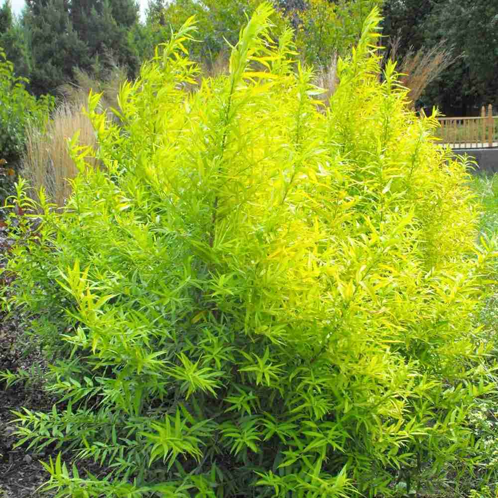 Salcie (Salix) Golden Sunshine, salcie ornamentala cu frunze galbene aurii stralucitoare, crestere rapida