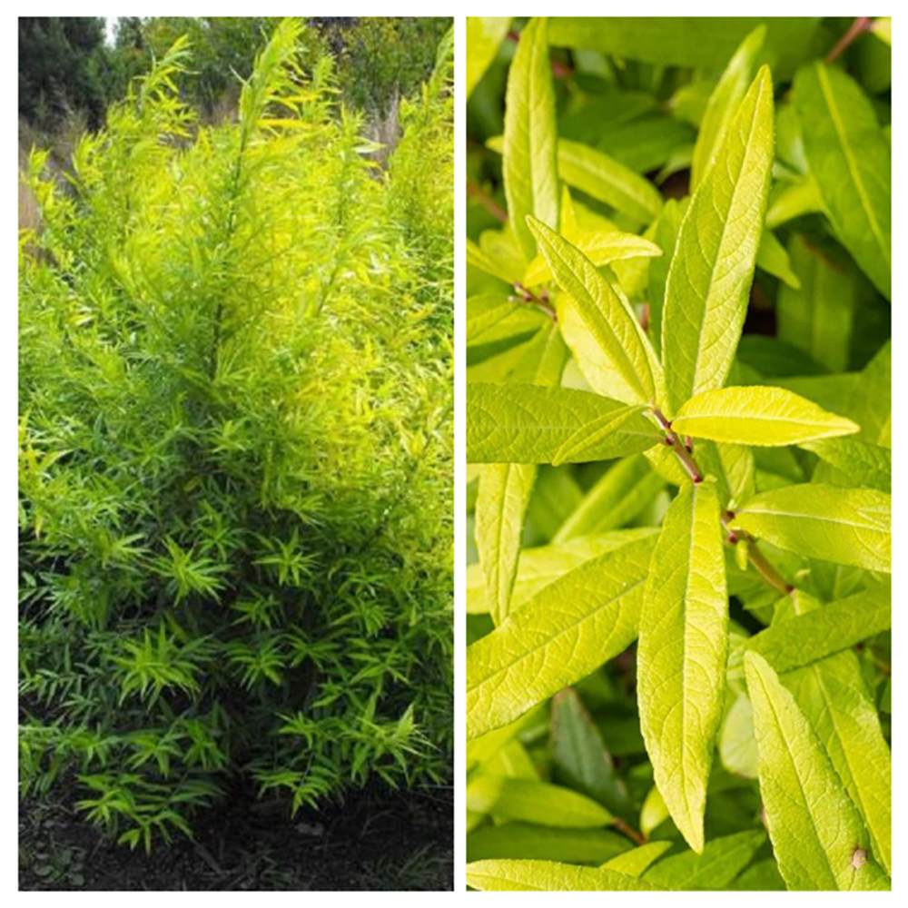 Salcie (Salix) Golden Sunshine, salcie ornamentala cu frunze galbene aurii stralucitoare, crestere rapida