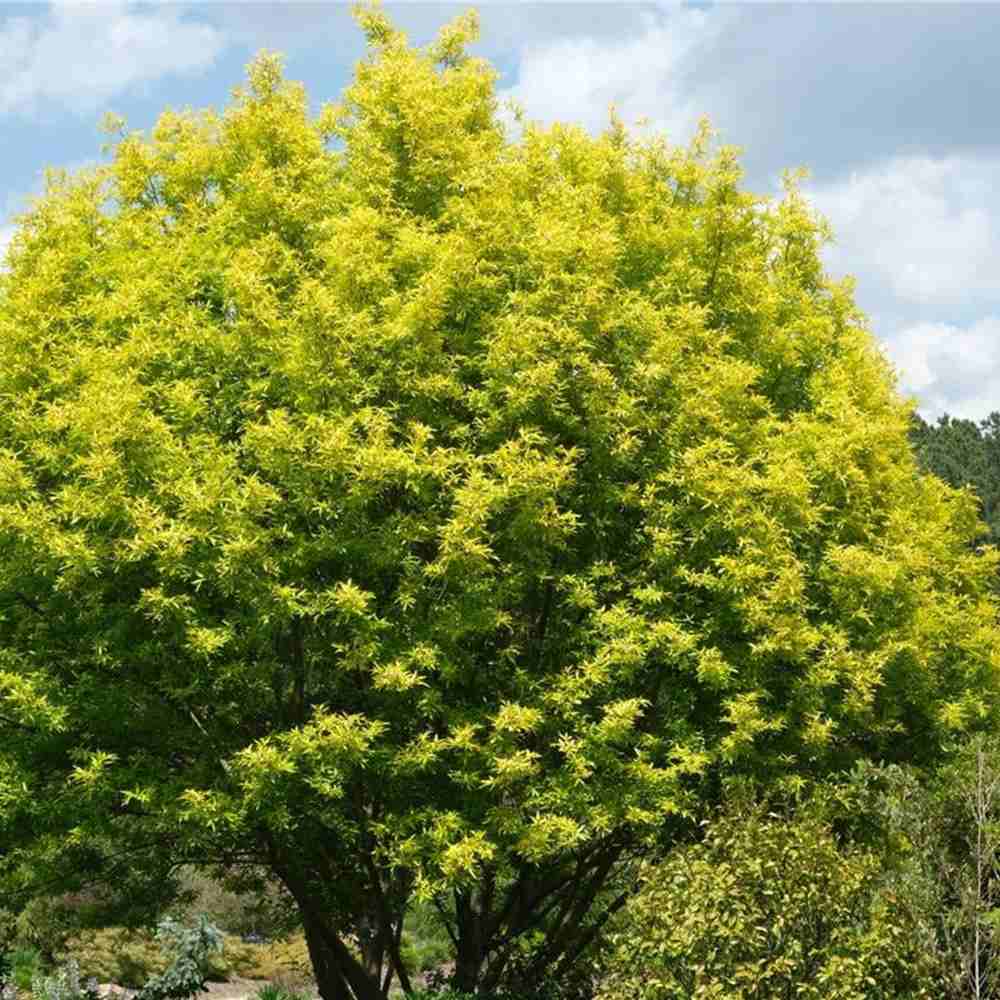 Salcie (Salix) Golden Sunshine, salcie ornamentala cu frunze galbene aurii stralucitoare, crestere rapida