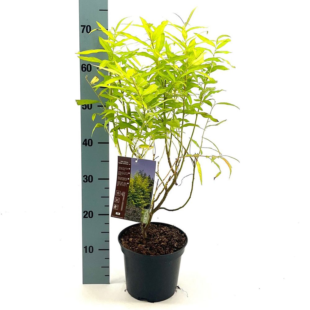 Salcie (Salix) Golden Sunshine, salcie ornamentala cu frunze galbene aurii stralucitoare, crestere rapida