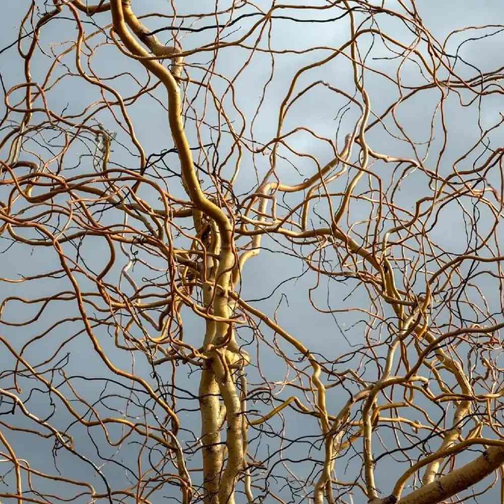 Salix Rasucita babylonica Tortuosa, salcie decorativa cu ramuri rasucite, crestere rapida, rezistenta frig