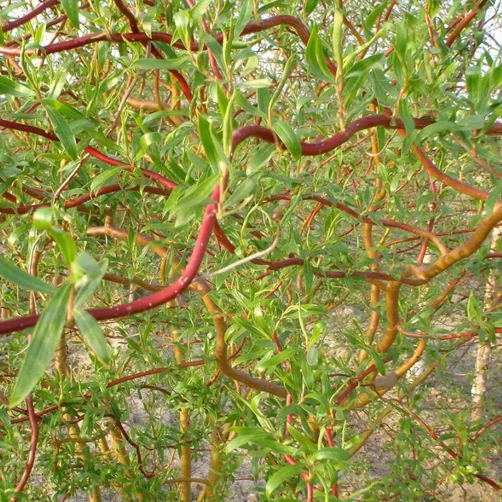 Salix Rasucita babylonica Tortuosa, salcie decorativa cu ramuri rasucite, crestere rapida, rezistenta frig