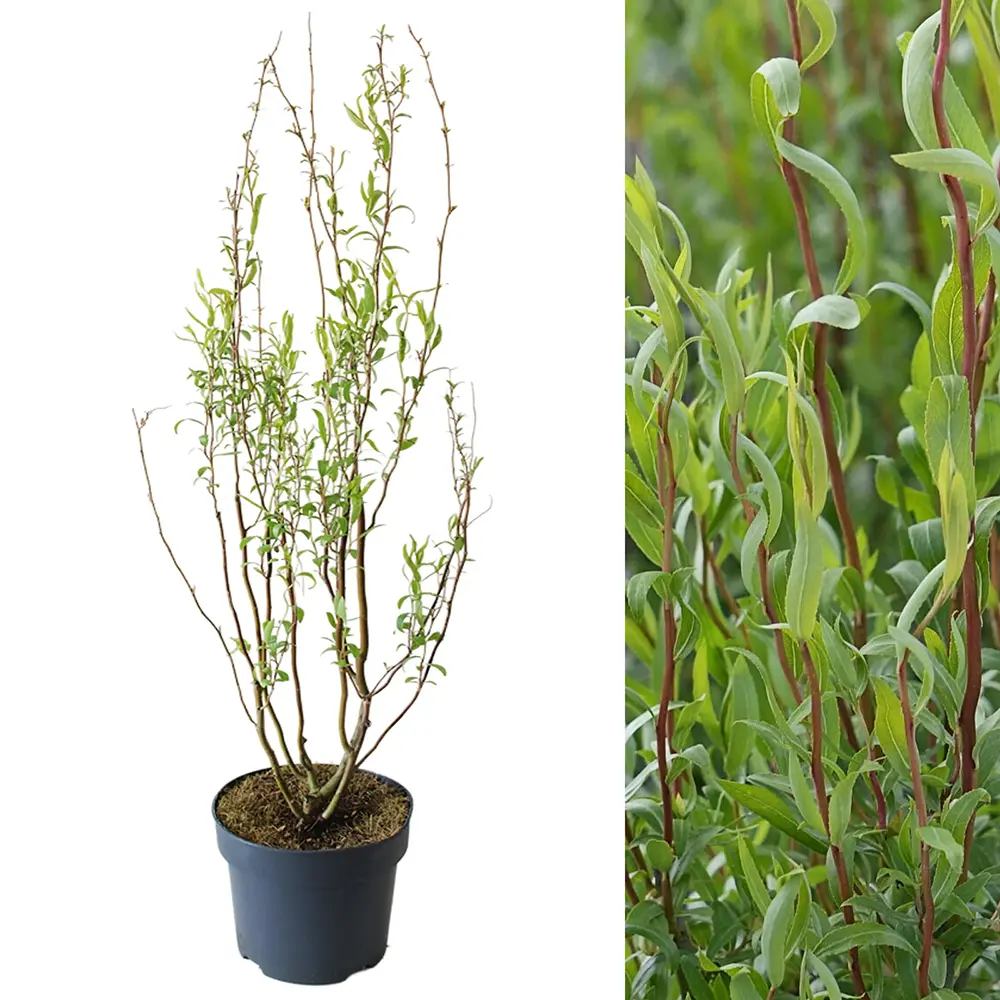 Salix Rasucita babylonica Tortuosa, salcie decorativa cu ramuri rasucite, crestere rapida, rezistenta frig