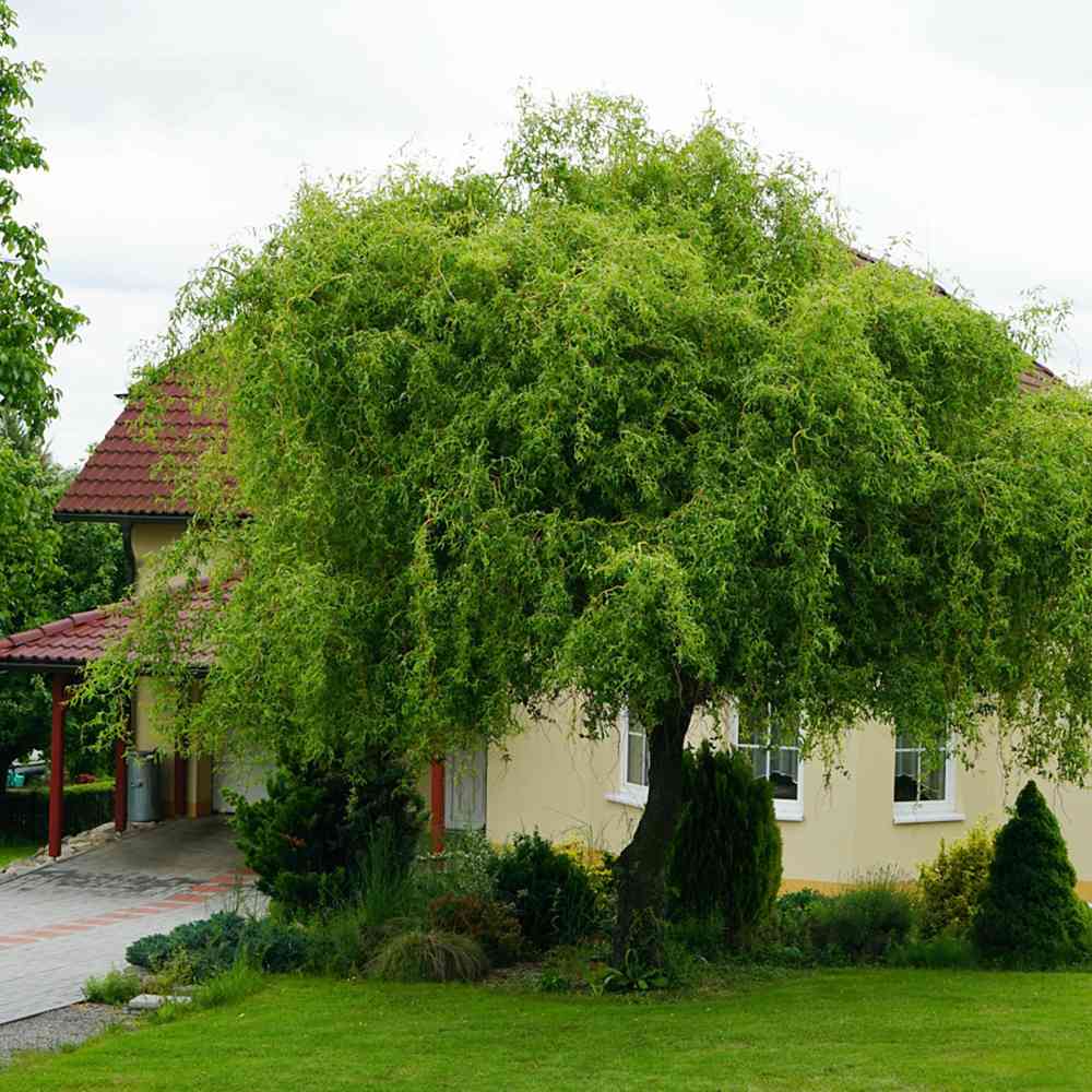 Salix Rasucita babylonica Tortuosa, salcie decorativa cu ramuri rasucite, crestere rapida, rezistenta frig
