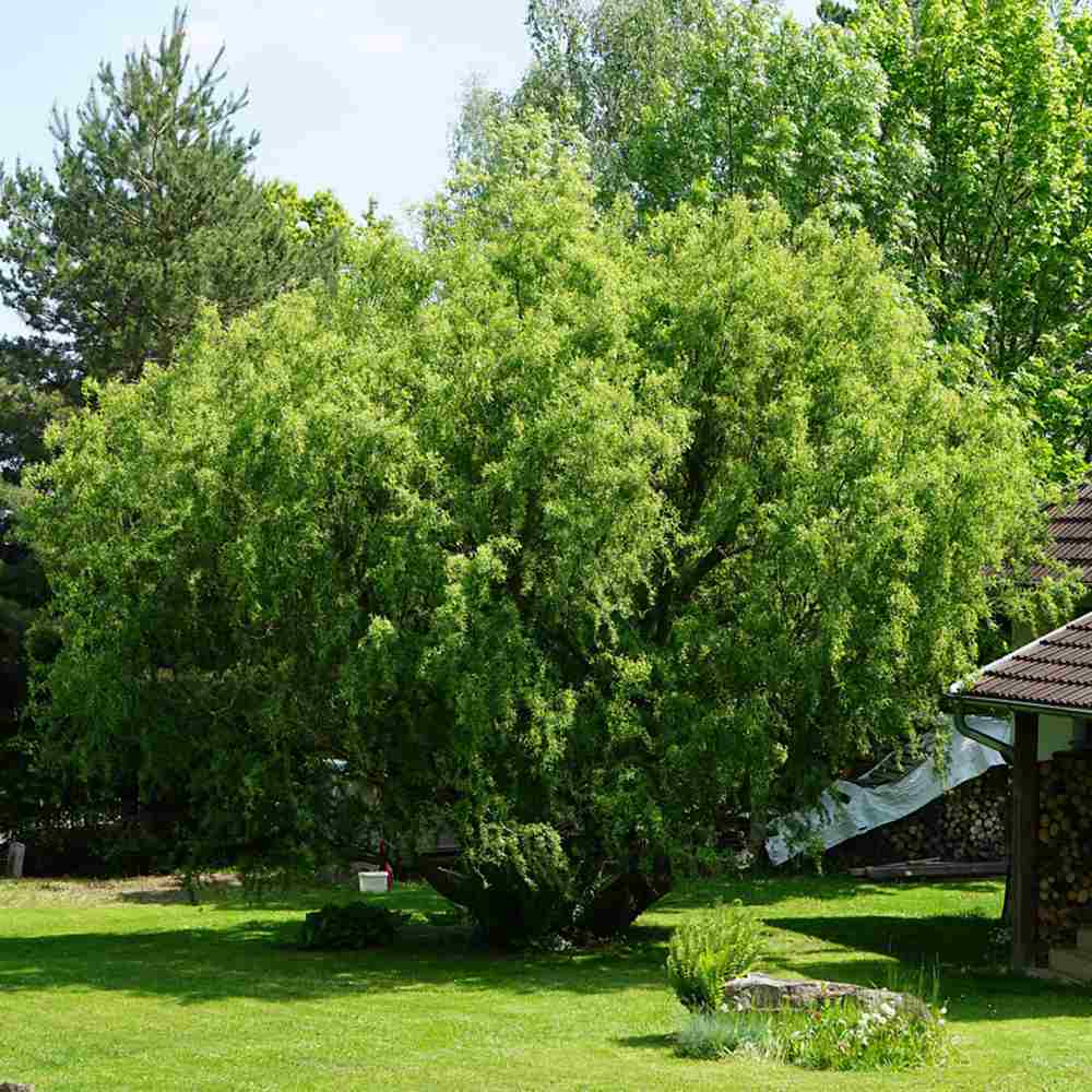 Salix Rasucita babylonica Tortuosa, salcie decorativa cu ramuri rasucite, crestere rapida, rezistenta frig