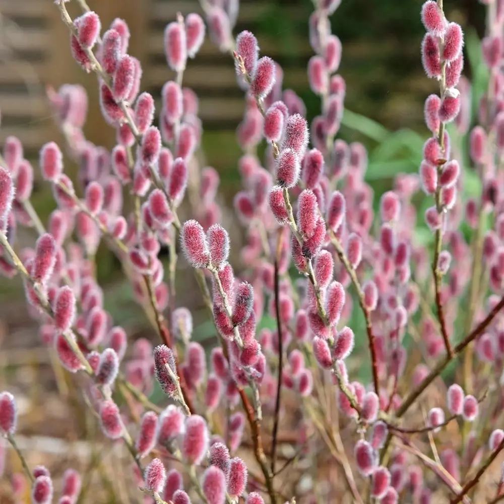 Salcie Pitica Copacel Japoneza Mount Aso, cu matisori roz-somon, arbust ornamental compact, rezistent la ger