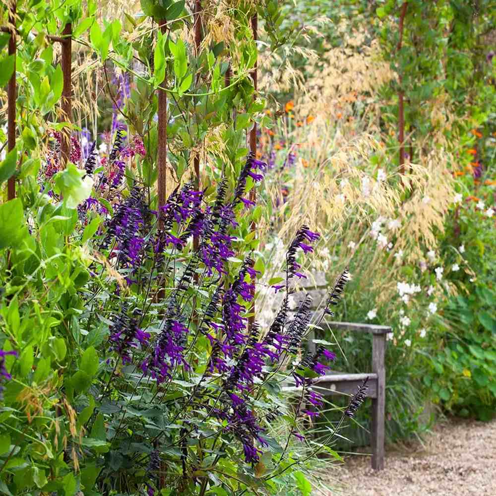 Salvia Amistad, planta perena cu flori mov intense, inflorire lunga, premiat de RHS