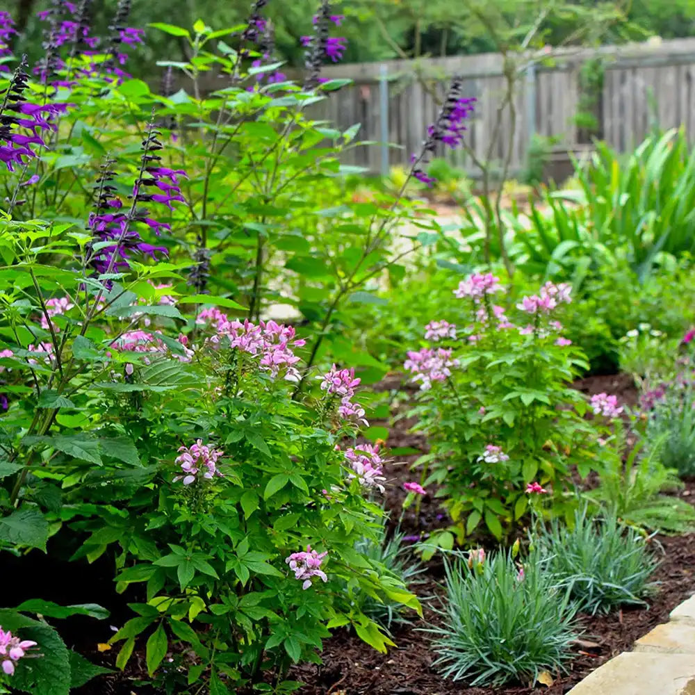 Salvia Amistad, planta perena cu flori mov intense, inflorire lunga, premiat de RHS