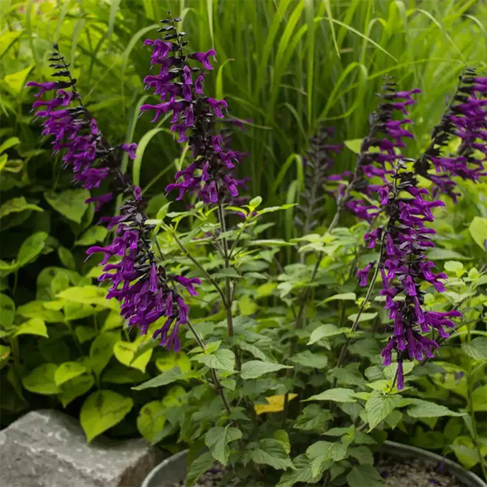 Salvia Amistad, planta perena cu flori mov intense, inflorire lunga, premiat de RHS