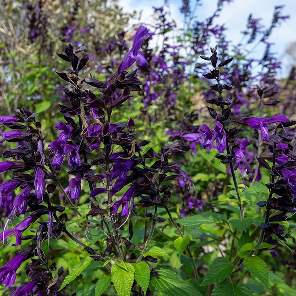 Salvia Amistad, planta perena cu flori mov intense, inflorire lunga, premiat de RHS
