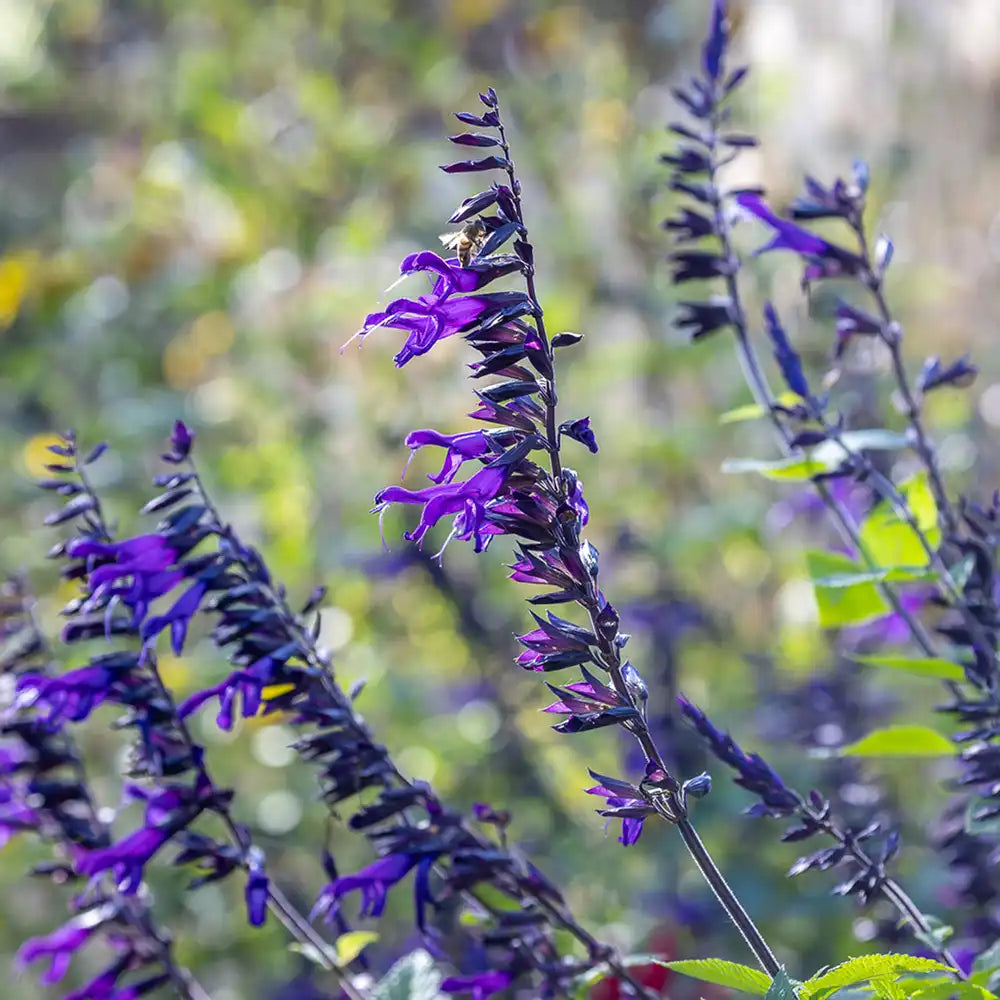 Salvia Amistad, planta perena cu flori mov intense, inflorire lunga, premiat de RHS