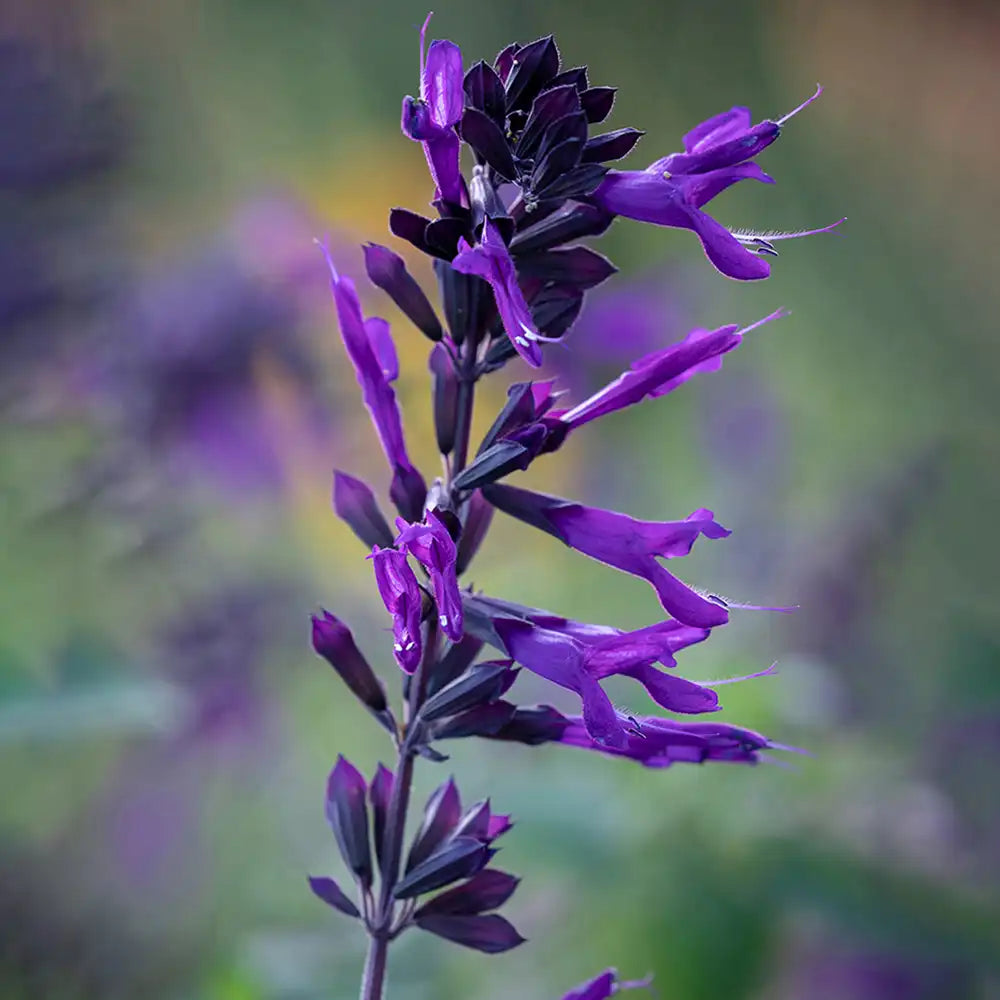 Salvia Amistad, planta perena cu flori mov intense, inflorire lunga, premiat de RHS