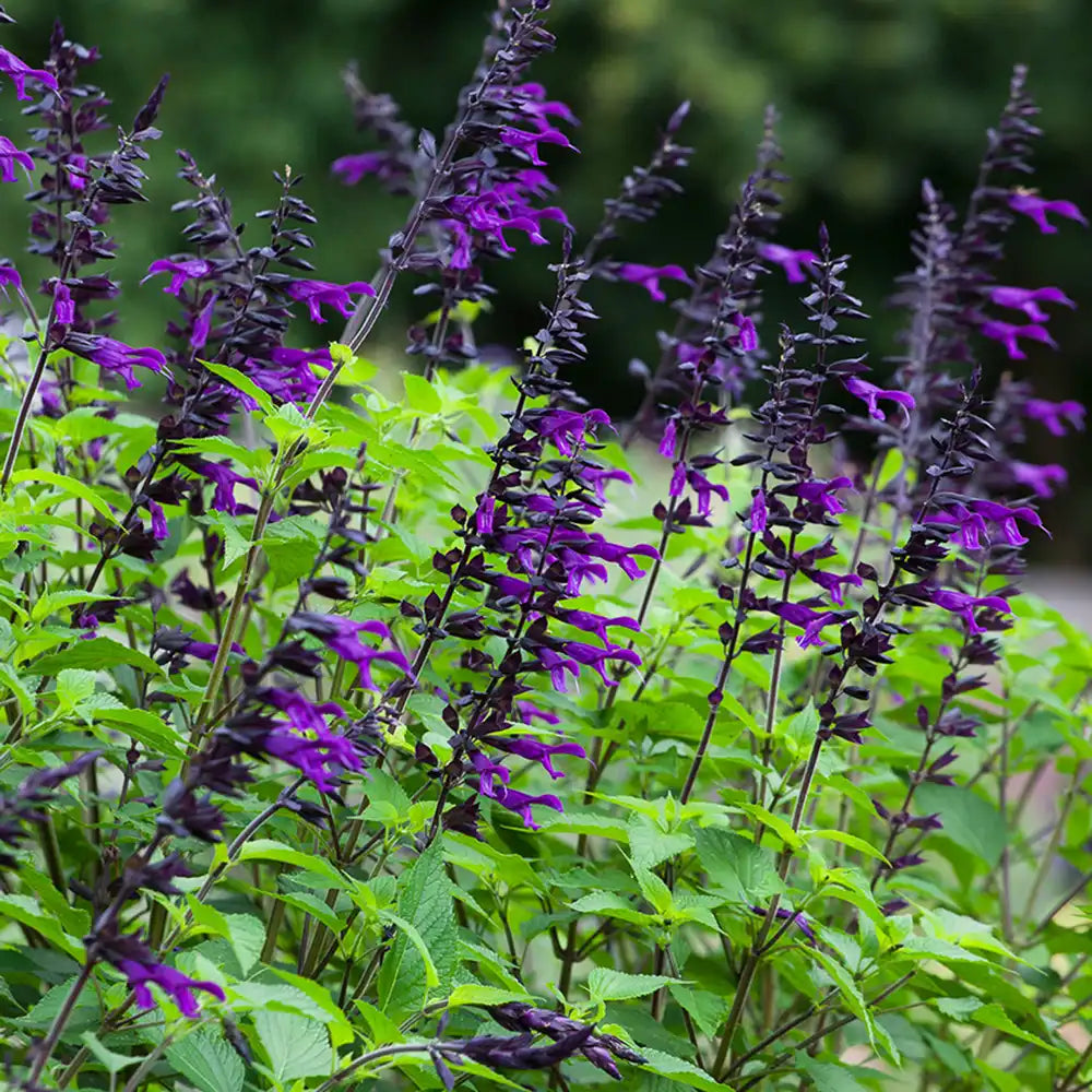 Salvia Amistad, planta perena cu flori mov intense, inflorire lunga, premiat de RHS