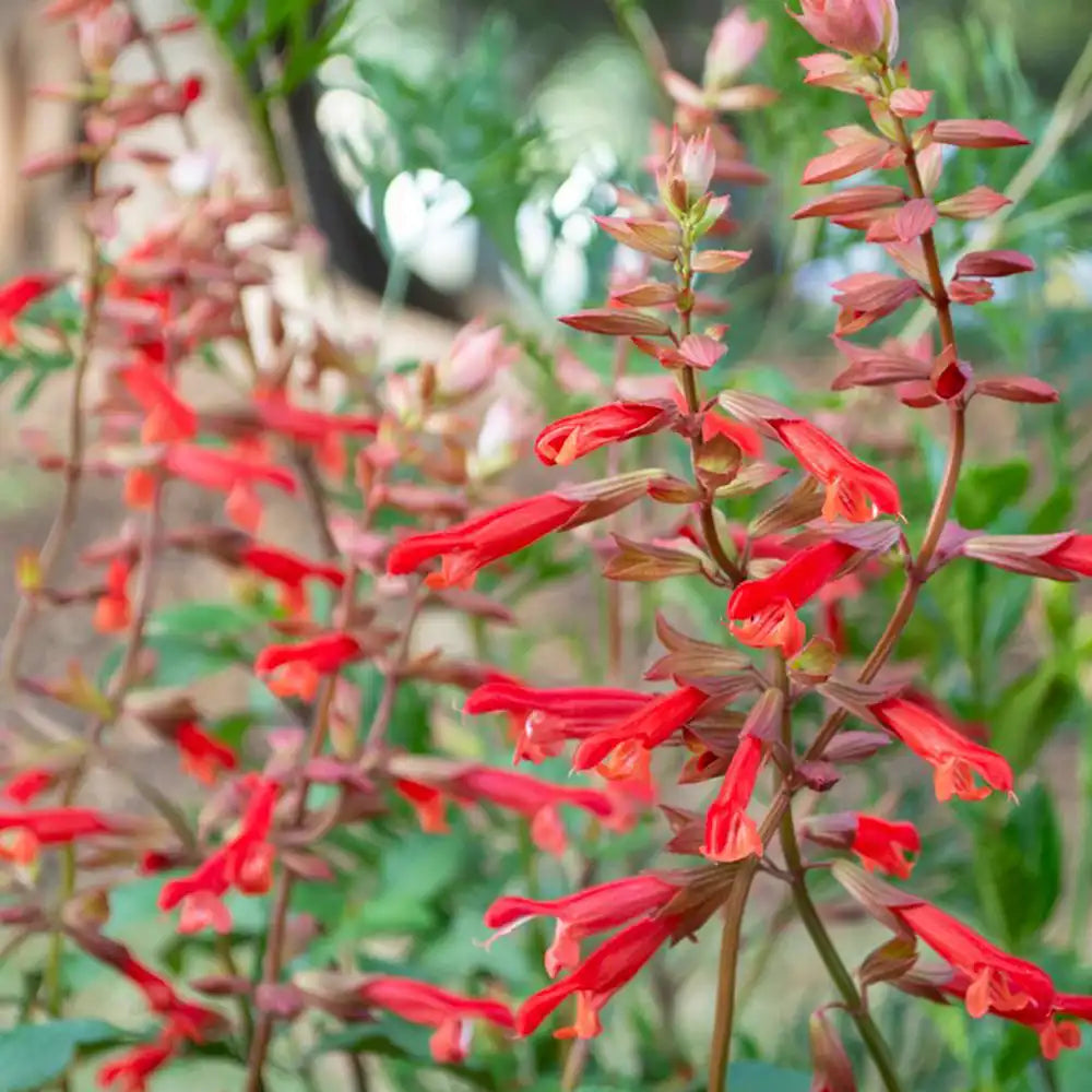 Salvia Ember's Wish, planta perena cu flori portocalii vibrante, inflorire