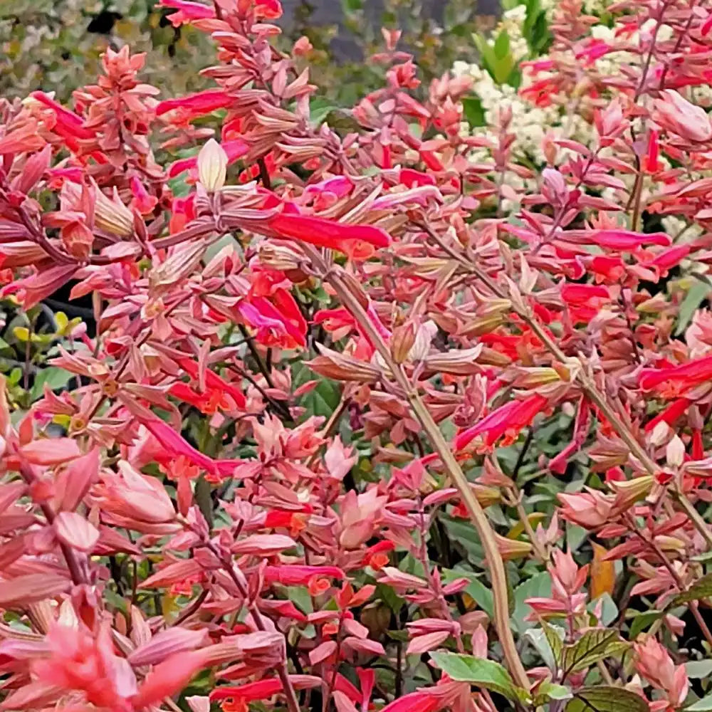 Salvia Ember's Wish, planta perena cu flori portocalii vibrante, inflorire