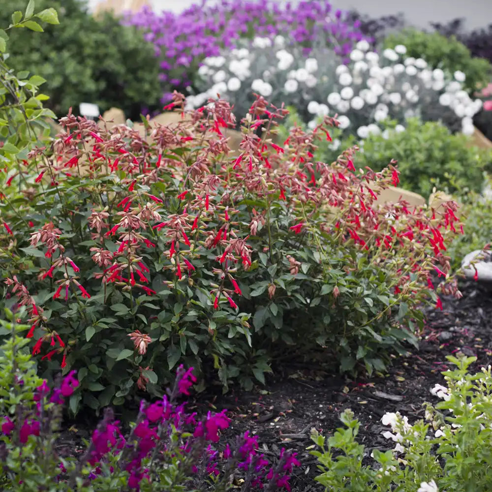 Salvia Wendys Wish, planta perena cu flori roz-magenta, inflorire indelungata
