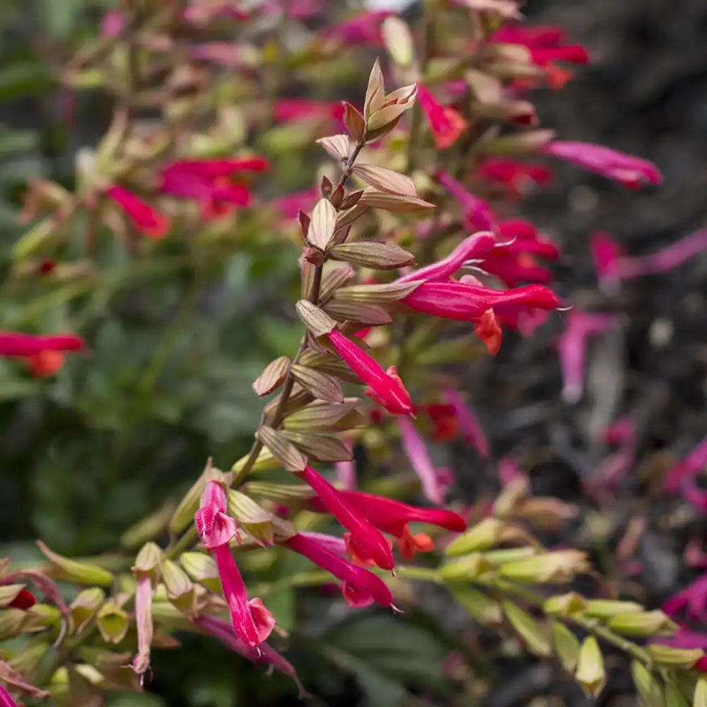 Salvia Ember's Wish, planta perena cu flori portocalii vibrante, inflorire