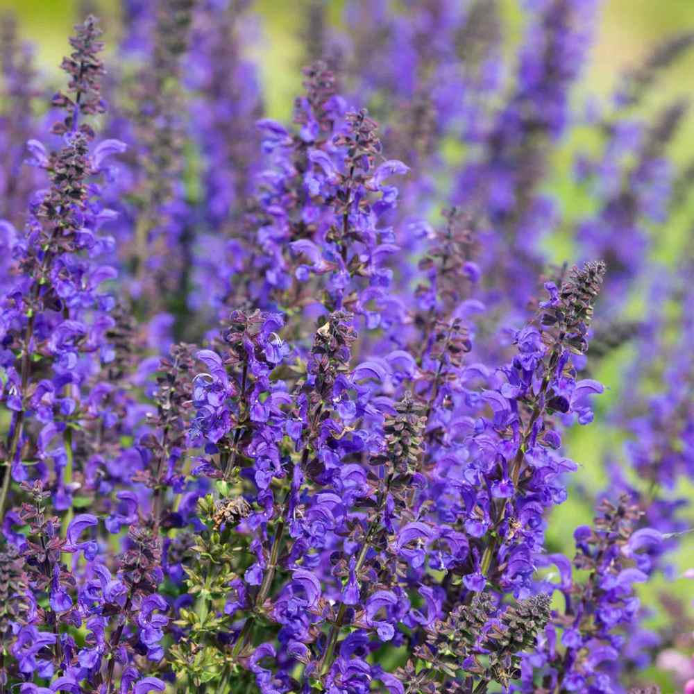 Salvia Fashionista Midnight Model, perena cu flori mov inchis, inflorire lunga, atractiva pentru albine