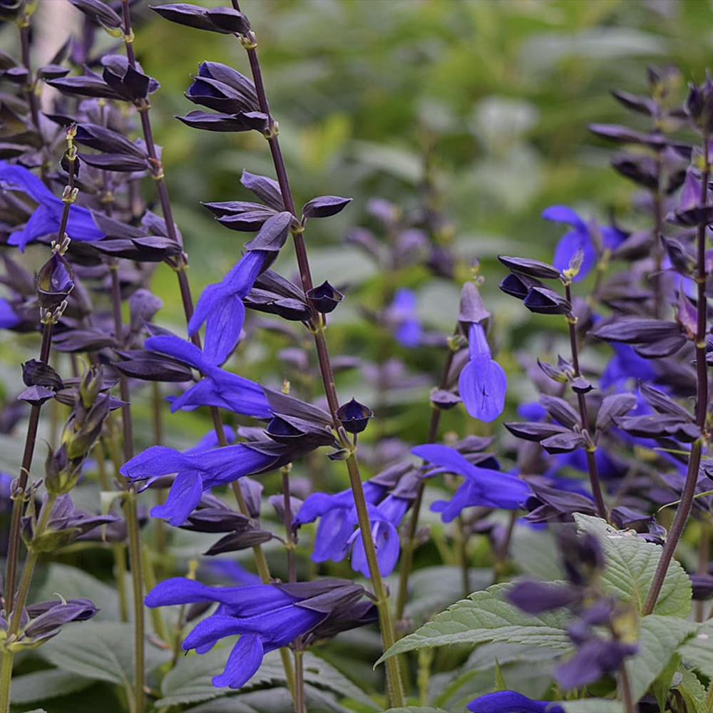 Salvia Salgoon Lake Baikal, Salvia Salgoon Lake Baikal planta perena cu flori albastre parfumate atragatoare pentru albine