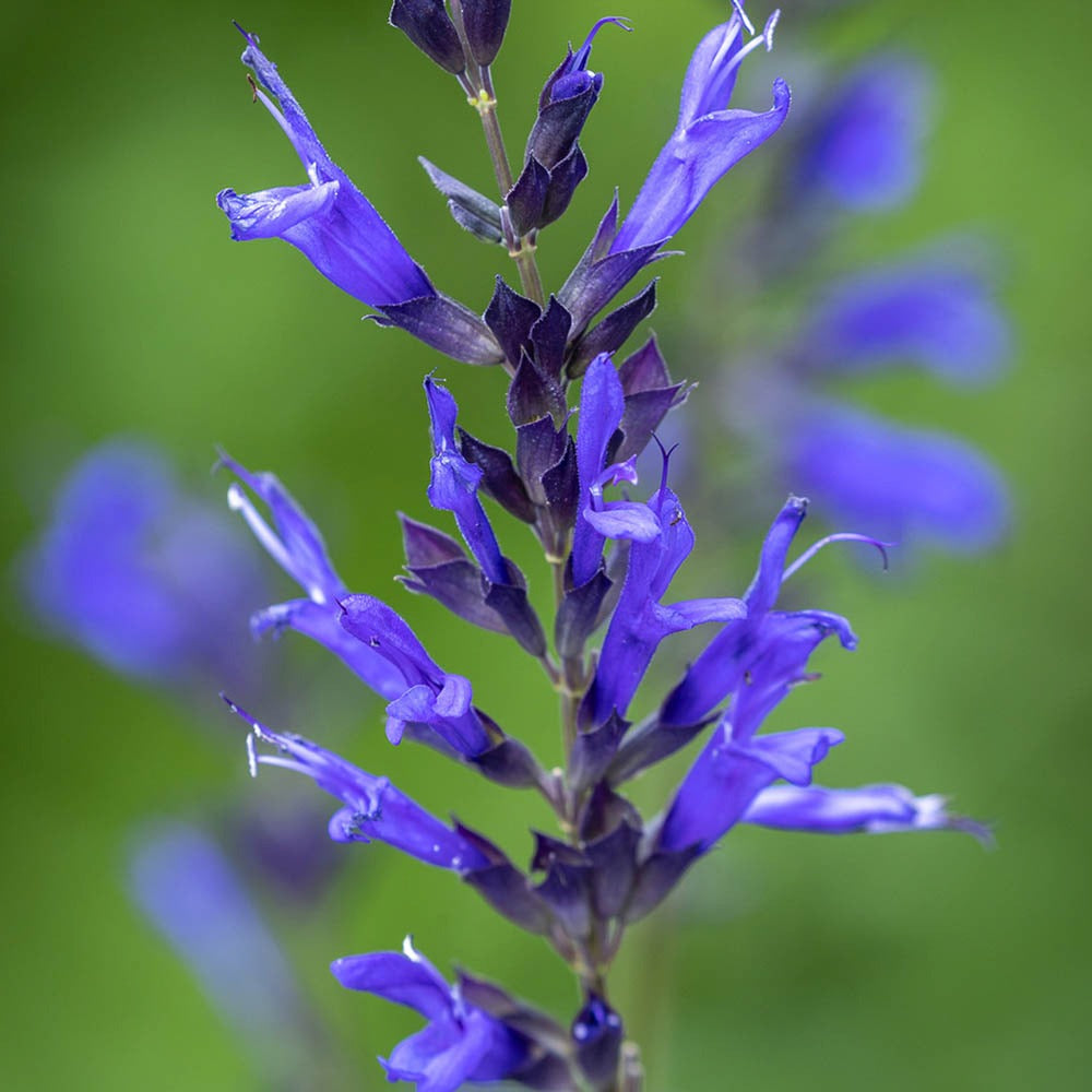 Salvia Salgoon Lake Baikal, Salvia Salgoon Lake Baikal planta perena cu flori albastre parfumate atragatoare pentru albine