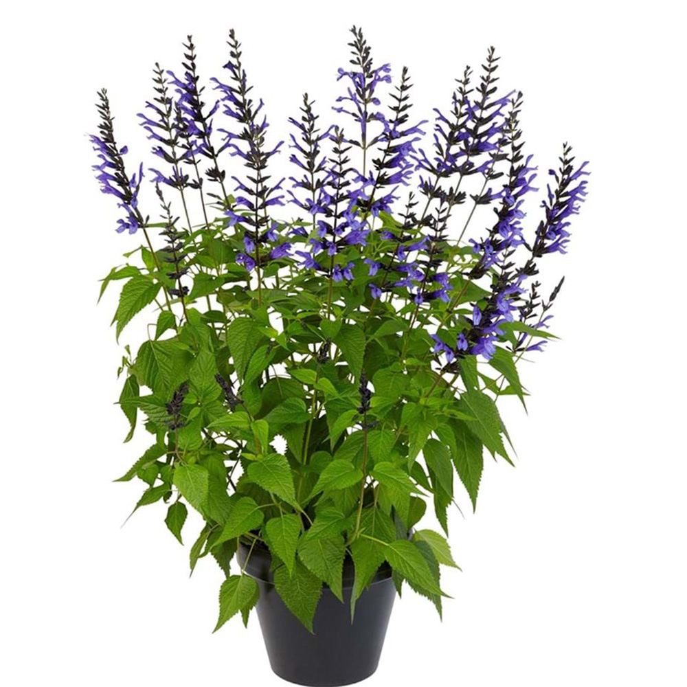 Salvia Salgoon Lake Baikal, Salvia Salgoon Lake Baikal planta perena cu flori albastre parfumate atragatoare pentru albine