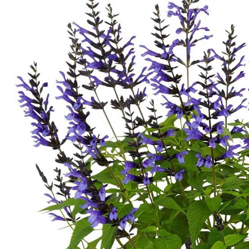 Salvia Salgoon Lake Baikal, Salvia Salgoon Lake Baikal planta perena cu flori albastre parfumate atragatoare pentru albine