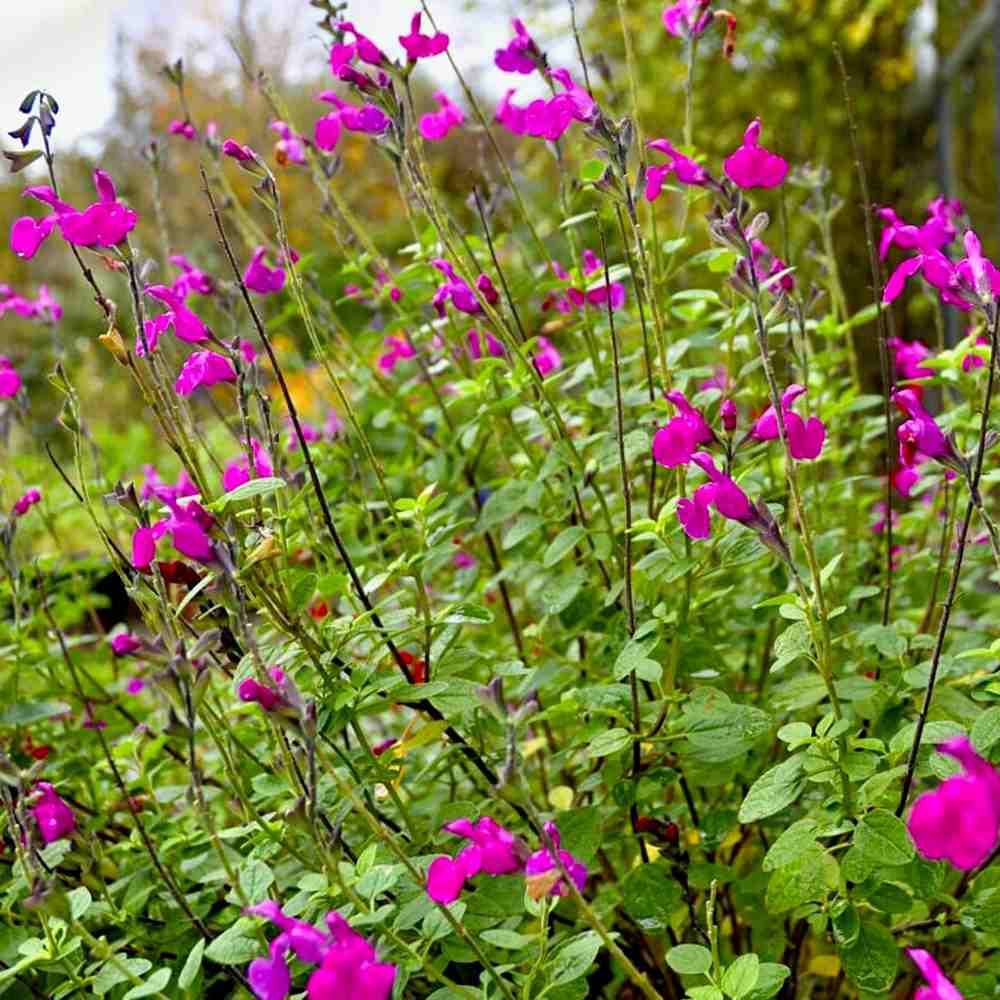 Salvia microphylla Pink Blush, planta perena cu flori parfumate roz