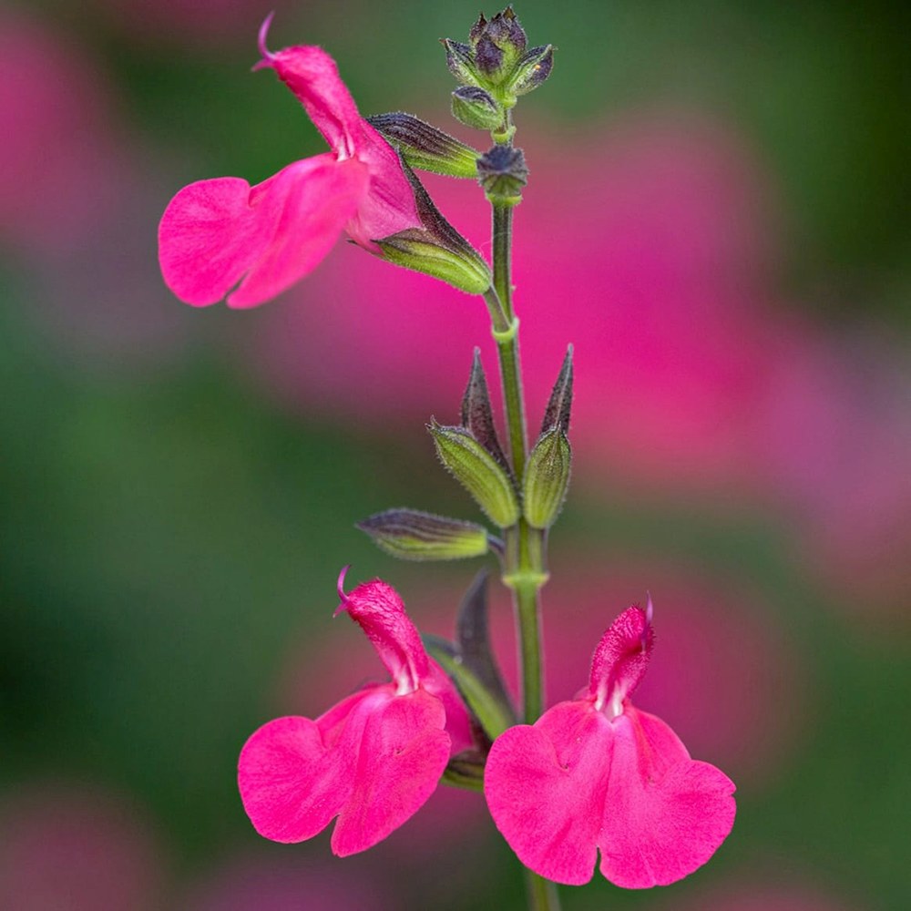 Salvia microphylla Pink Blush, planta perena cu flori parfumate roz