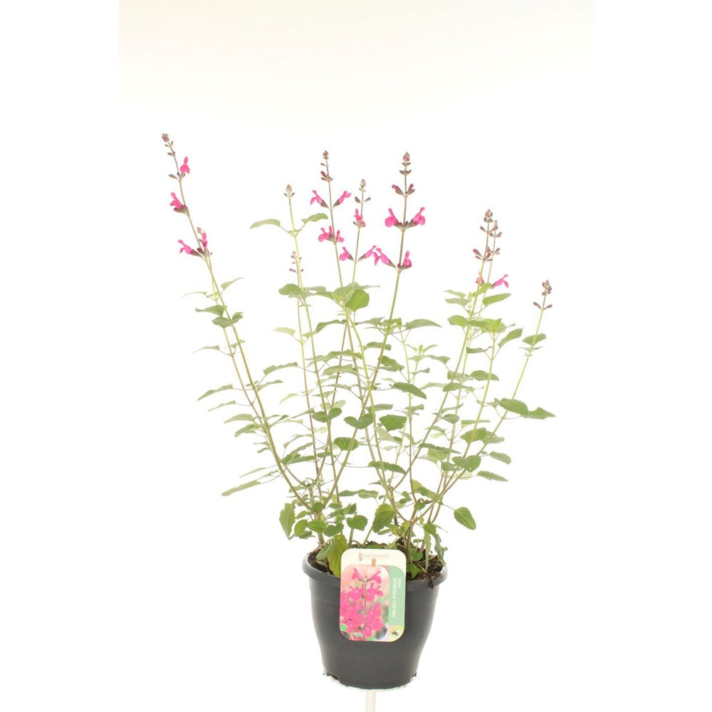 Salvia microphylla Pink Blush, planta perena cu flori parfumate roz