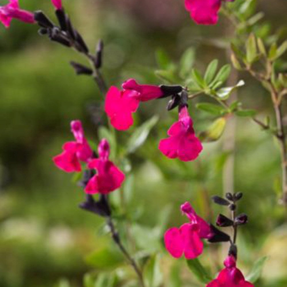 Salvia microphylla Pink Blush, planta perena cu flori parfumate roz