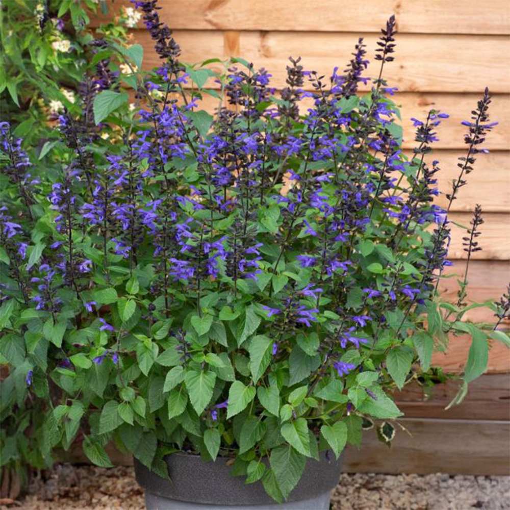 Salvia Salgoon Lake Blueberry planta perena cu flori albastre parfumate