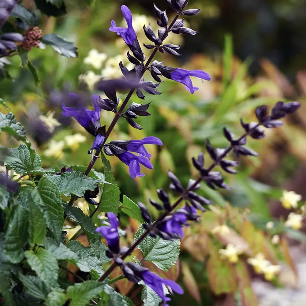 Salvia Salgoon Lake Blueberry planta perena cu flori albastre parfumate