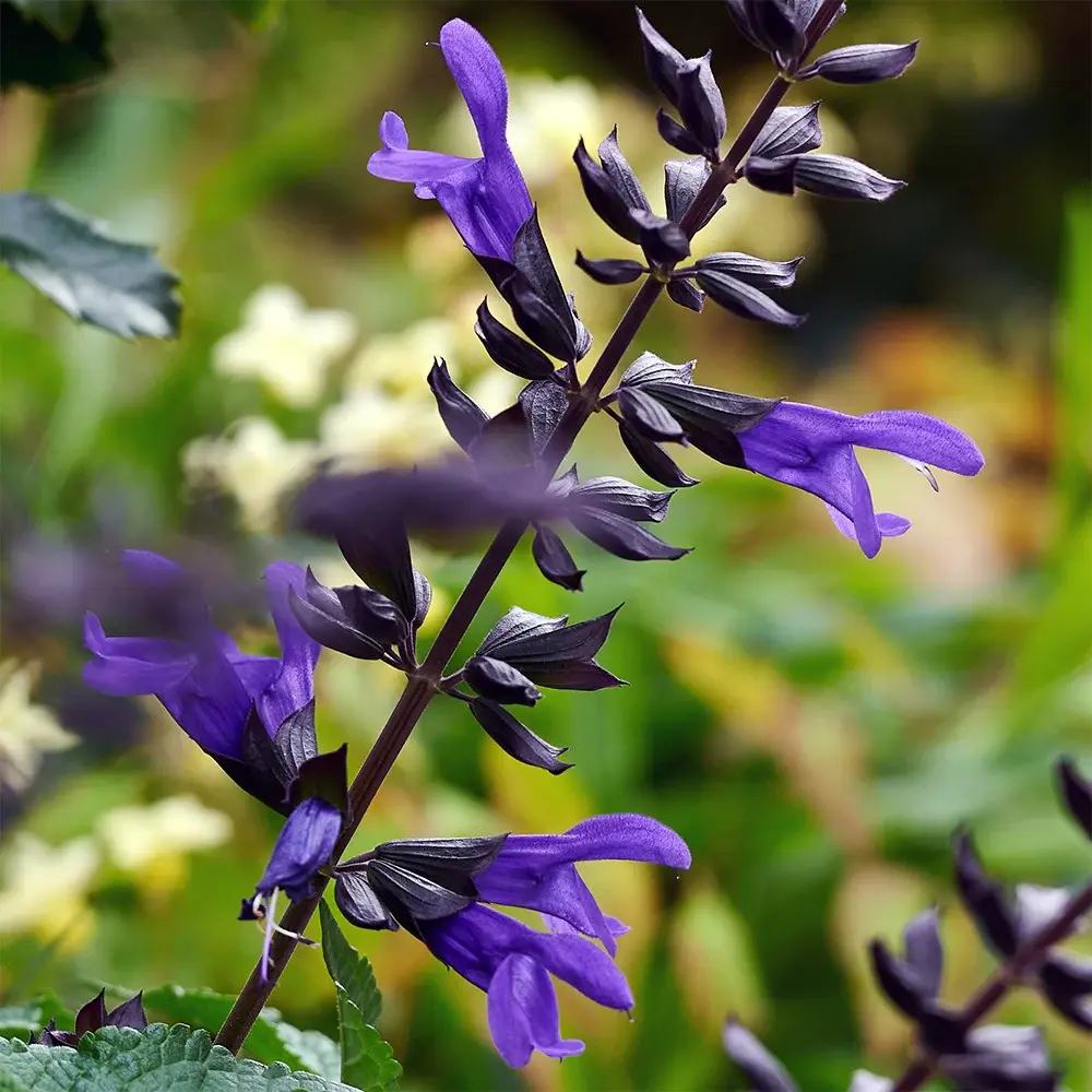 Salvia Salgoon Lake Blueberry planta perena cu flori albastre parfumate