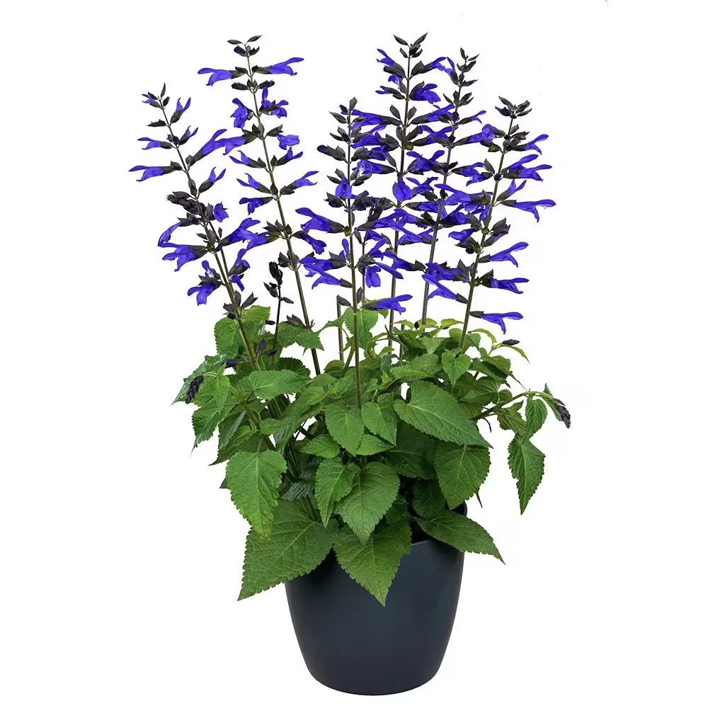 Salvia Salgoon Lake Blueberry planta perena cu flori albastre parfumate